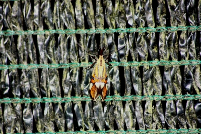 Bellissimo microlepidottero da identificare